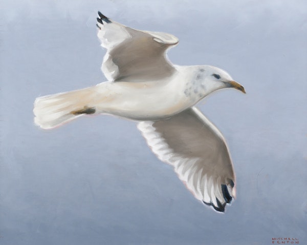Seagull,